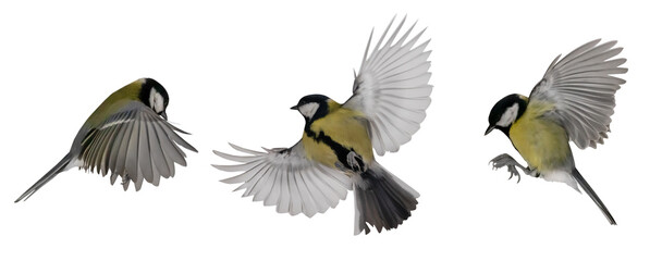 three yellow great tits in flight with open wings © Alexander Potapov