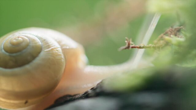 Snail Crawling On The Grass