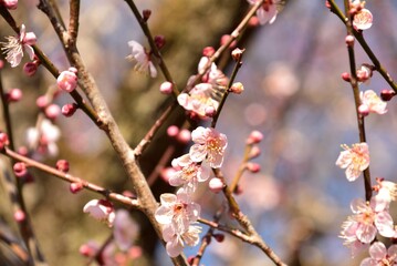 梅の花
