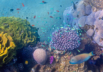 Wonderful nature of coral reef area and  biodiversity of tropical marine ecosystems that is still remains untouched by human activities in the Red Sea, Sinai, Middle East