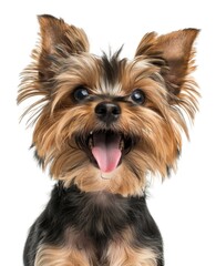 Joyful Yorkshire Terrier Delights with a Playful Tongue-Out Pose - Generative AI