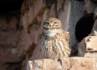 Little owl, Athene noctua. A bird sits by the nest