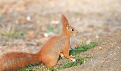 Naklejka na ściany i meble Red squirrel, Sciurus vulgaris. The animal is sitting on the ground near a tree, looking intently