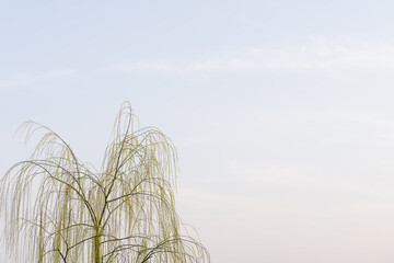 柳の木と空の風景　バナー・コピースペース