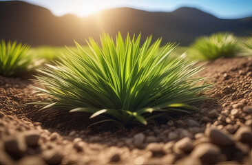 A small plant sprouts in a grassy field under the sunlight