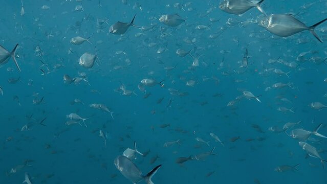 Large aggregation of the glinting steel Pompano fish 