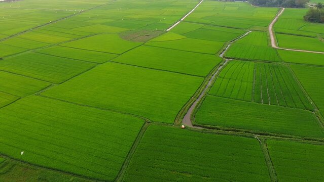 A large rice field with a flying stork was filmed from the air from a drone in Vietnam.