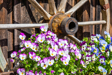 Flower decorations in front of old wagon wheel - 760452281