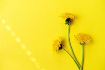Three dandelion flowers on a bright yellow background. simple design. light shadow drawing