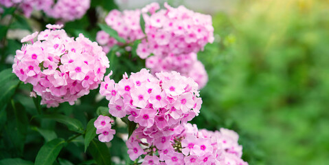 blooming phlox bush in sunlight in the garden, summer floral background