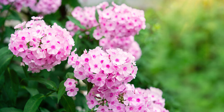 blooming phlox bush in sunlight in the garden, summer floral background