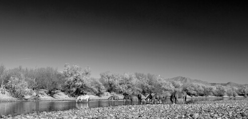 Black and white fine art picture of small herd of wild horses feeding in the Salt River near Mesa...