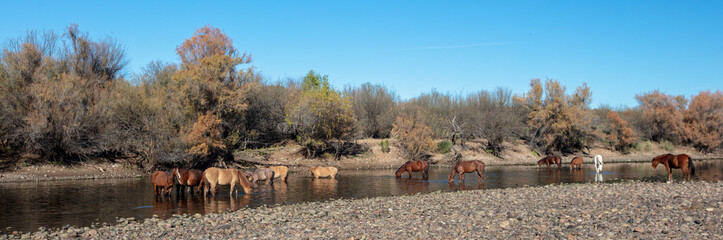 Wild horse herd feeding in the Salt River near Mesa Arizona United States