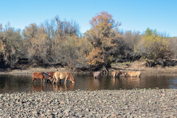 Small herd of wild horses eating eel grass in the Salt River near Mesa Arizona United States