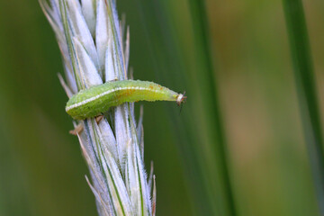 The larva of a fly from the family Syrphidae, Hoverfly with a hunted aphid. A colony of aphids on a...