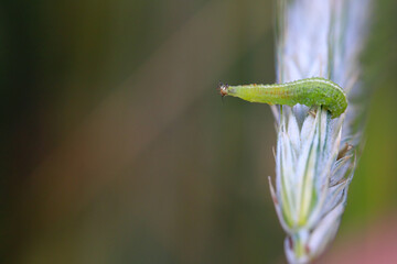 The larva of a fly from the family Syrphidae, Hoverfly with a hunted aphid. A colony of aphids on a plant and their natural enemy.