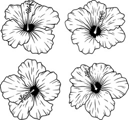 Illustration of hibiscus flower isolated on white background. Design element - 760456827