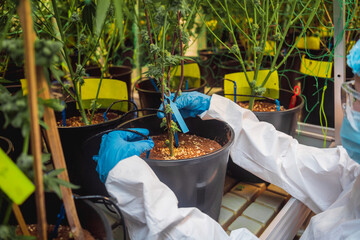 Female researcher examine cannabis leaves and buds in a greenhouse.