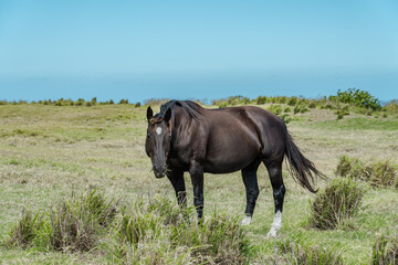 Fototapeta premium Horses in pasture, South Point Road, Big island, Hawaii.