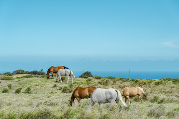 Horses in pasture, South Point Road, Big island, Hawaii.