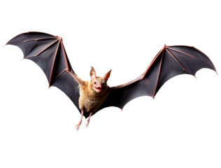 Bat in Flight: Nature's Nighttime Acrobat on Transparent Background