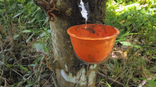 latex rubber tree with the cup