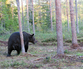 A view of brown bear during  summer