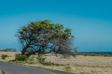 Fototapeta na wymiar South Point Road, Big island, Hawaii. Ka Lae. Prosopis pallida is a species of mesquite tree. kiawe. huarango (in its native South America) and American carob. Neltuma pallida