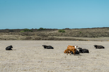 Cows  in pasture, South Point Road, Big island, Hawaii. Ka Lae ,South Point, is the southernmost point of the Big Island of Hawaii and of the 50 United States.