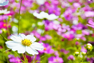 屋外の花畑の中で綺麗に咲く白コスモスの花の接写