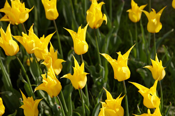 Yellow lily shape tulip flowers in sunny day in city park - 760461278