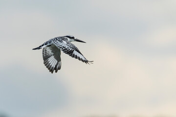 Pied kingfisher, bird, kingfisher