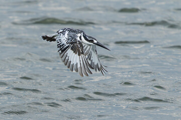Pied kingfisher, bird, kingfisher