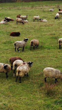 Sheep farm outdoors. Livestock on a meadow. Herding of sheep on field. Fluffy woolly animals grazing and resting among nature. Vertical video