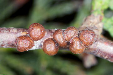 Fletcher scale, Arborvitae soft scale, Thuja soft scale (Parthenolecanium fletcheri (Cockerell)...