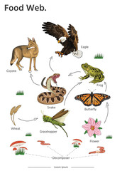 Food Web animal illustration vector