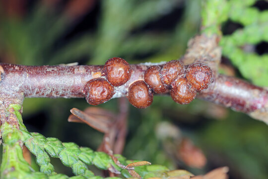 Fletcher scale, Arborvitae soft scale, Thuja soft scale (Parthenolecanium fletcheri (Cockerell) (Hemiptera: Coccidae). Insects on the thuja shoot in the garden.