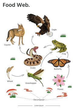 Food Web animal illustration vector