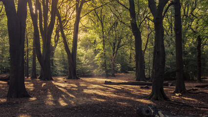 Soft evening sunlight pours through the trees inviting people to enjoy nature with a walk through the ancient woodland of Hirst Wood in West Yorkshire