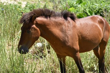 Obraz premium 放牧中の与那国馬