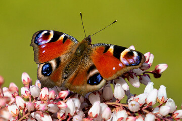 Das Tagpfauenauge ist Schmetterling des Jahres 2024