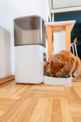 Eine rote Katze frißt Trockenfutter aus einem Futterautomaten in einer Wohnung in Düsseldorf,...