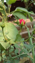 red rose bud