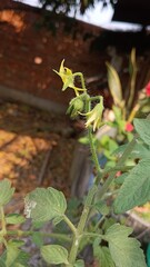 flower in the garden