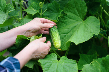 Homegrown cucumber. Farmer harvesting in garden. Woman gardener growing organic eco-friendly food, vegetables on backyard. Sustainable farming, agrarian and active lifestyle. Close up of female hands