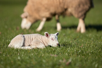 Young white lamb sleeps in grass 