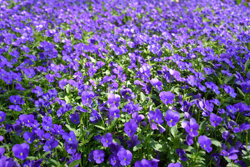 Naklejka premium ビオラ