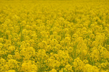 Obraz premium 菜の花畑