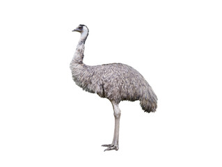 emu isolated on white background