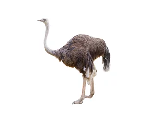 Poster ostrich isolated on white background © fotomaster
